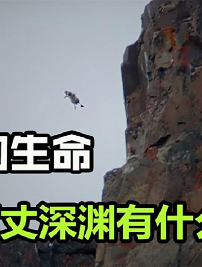 北极鹅有多残忍?一出生就被逼跳悬崖,镜头拍下残酷一幕2