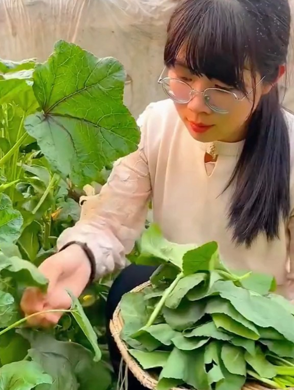 天气越冷长得越旺,撒籽种点,能一直吃到明年春天