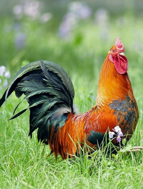 属鸡的朋友,下半年你要这样做