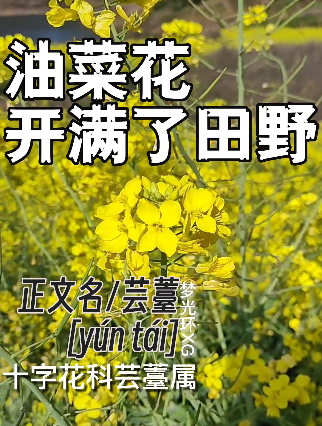 一朵朵黄色的油菜花,像是春天给大地的问候,让人心情愉悦