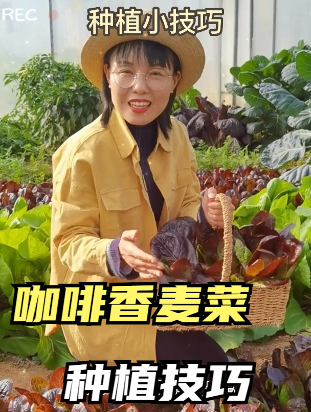 咖啡香麦菜,属于比较耐寒耐热的蔬菜,如果温度适宜,可全年种植