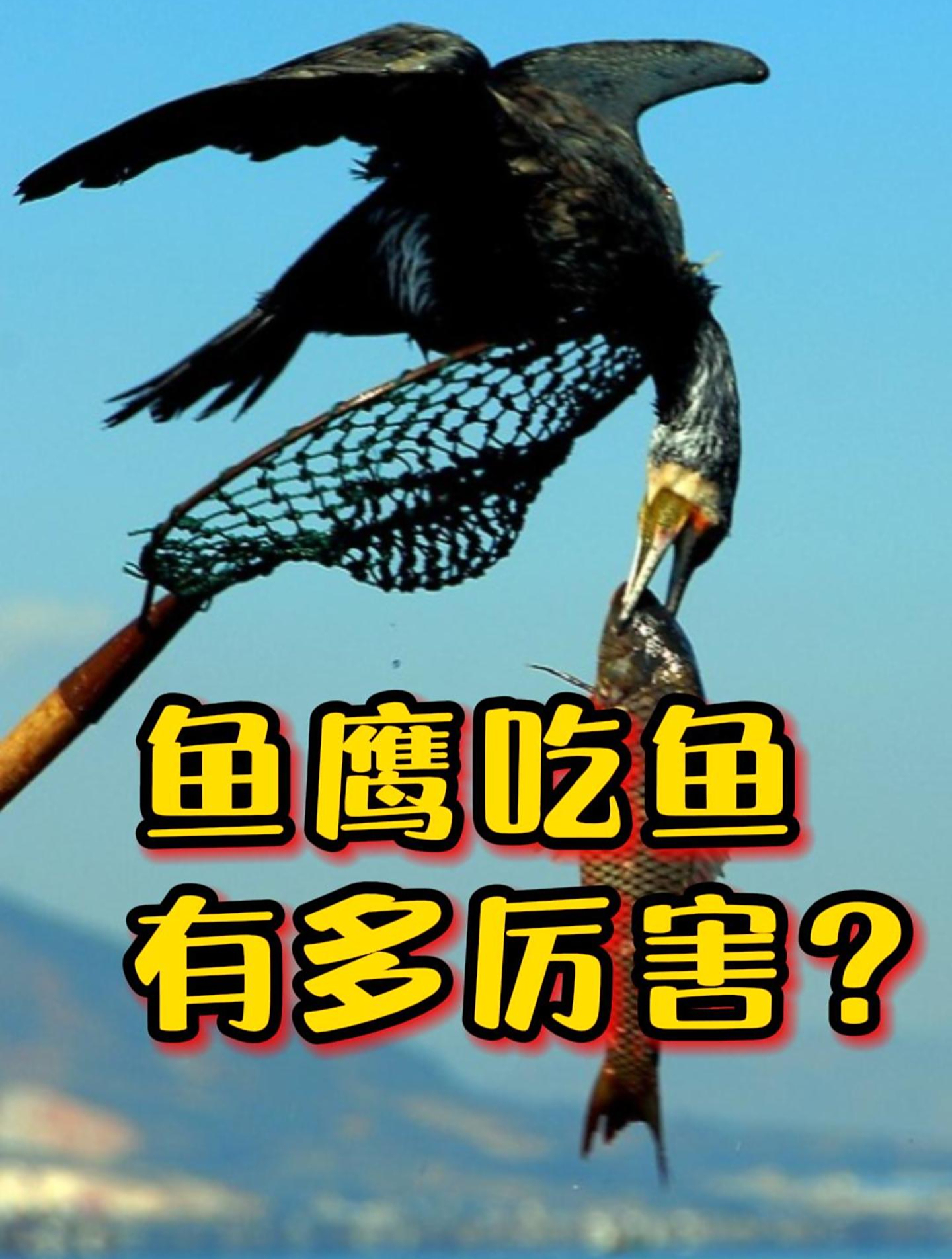 吃鱼像喝水一样的鱼鹰,有多厉害?