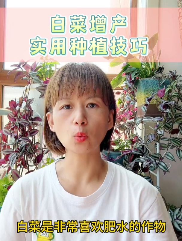 婆婆告诉我的,白菜种植掌握这三步,颗颗重达十几斤