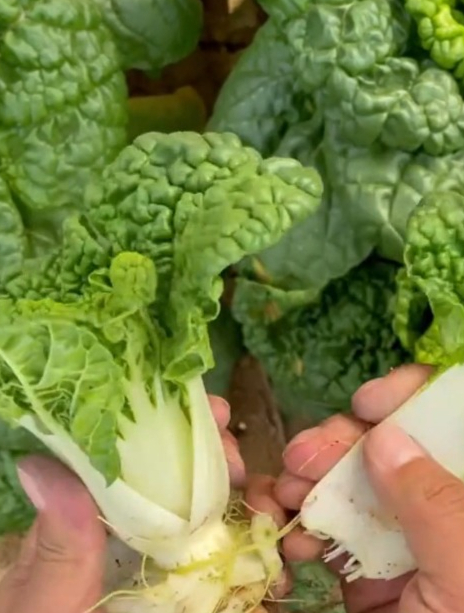 黄心乌它是蔬菜中的“佼佼者”,耐寒可以过冬,正是种植的季节!