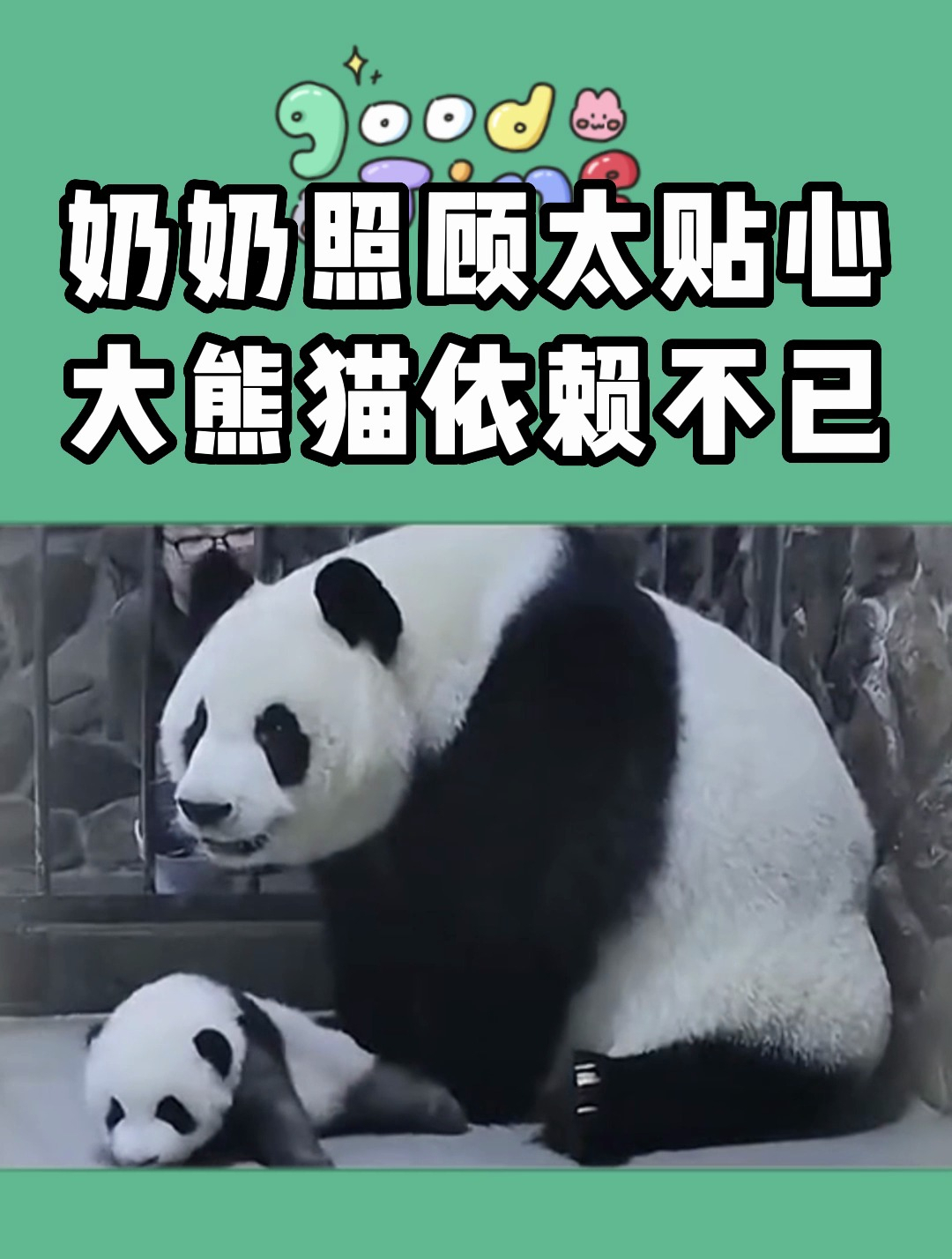 贴心奶奶照顾的无微不至,大熊猫放松的样子太可爱了