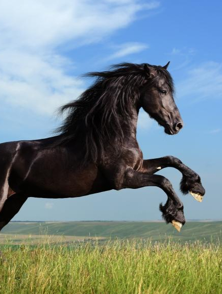 属马的朋友请留步,你要听我说