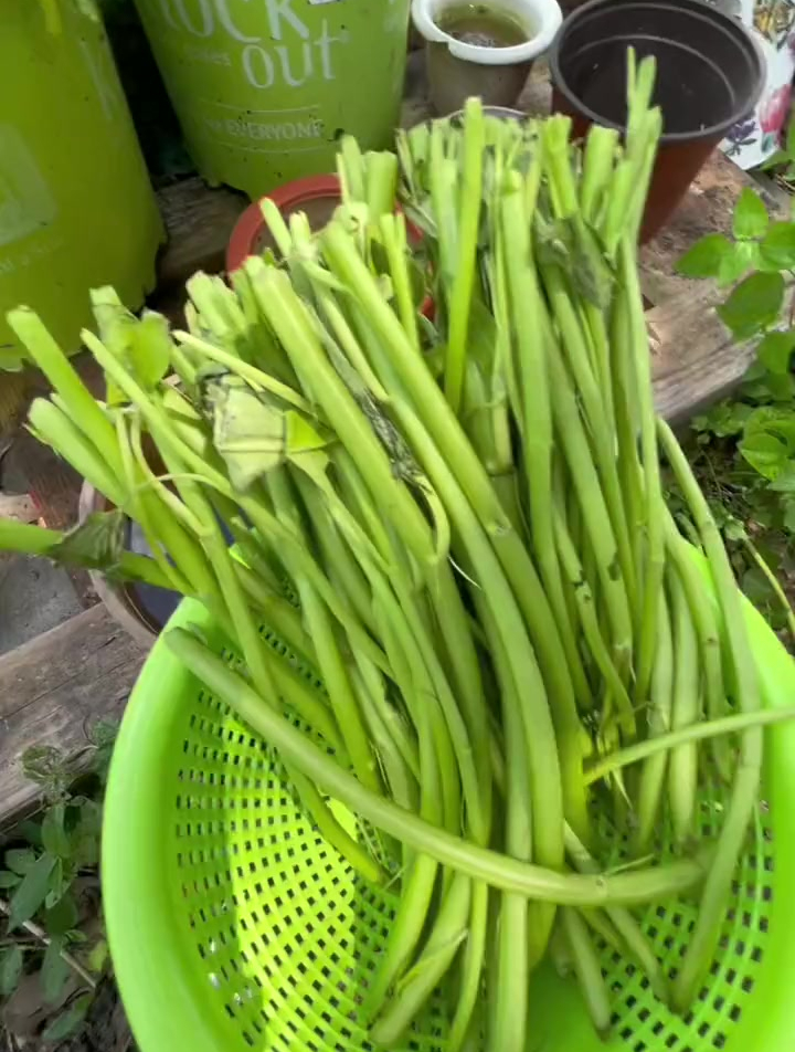 吃剩的空心菜梗用来水培种起来会怎么样呢?