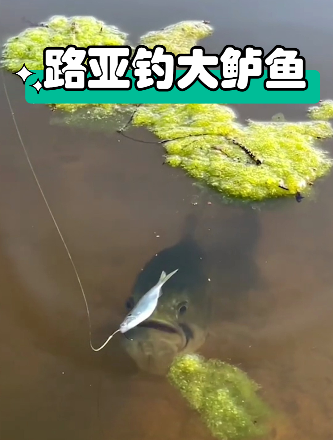 路亚竿高手用假饵诱钓大鲈鱼,清晰可见张开大口吸饵,收线即中鱼
