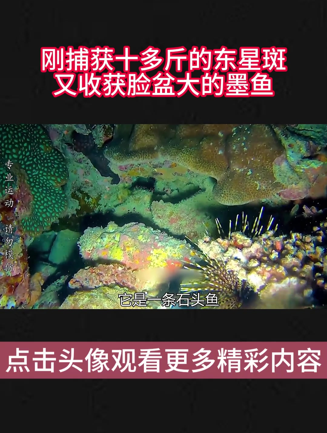 刚捕获十多斤的东星斑,又收获脸盆大的墨鱼02