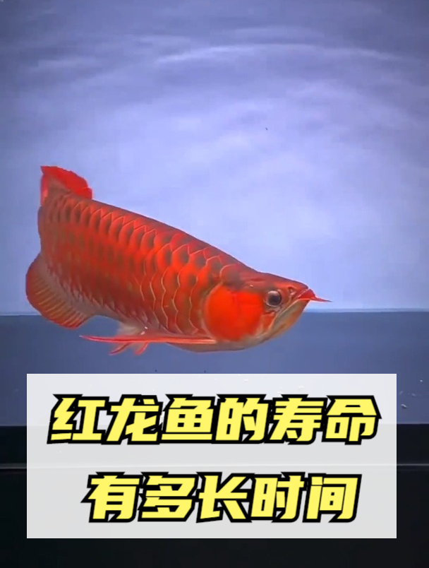 一条红龙鱼的寿命有多长?