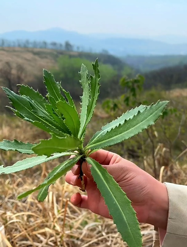 田间的刺儿菜又叫七七芽、刺角芽,捣碎作用厉害了,你认识吗?