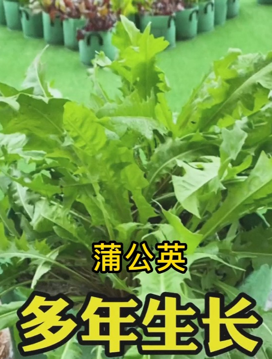蒲公英全身上下都是宝,叶子可以实用,根茎花朵晒干还能泡茶喝!