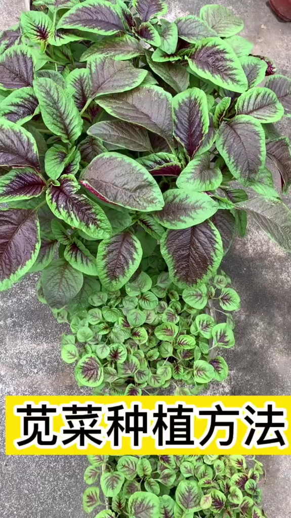 苋菜种植方法,简单易学