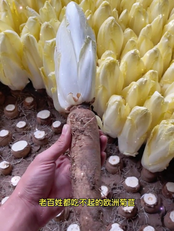 封闭在家种点这个菜,可无土栽培,1个架子就能种出百十斤!