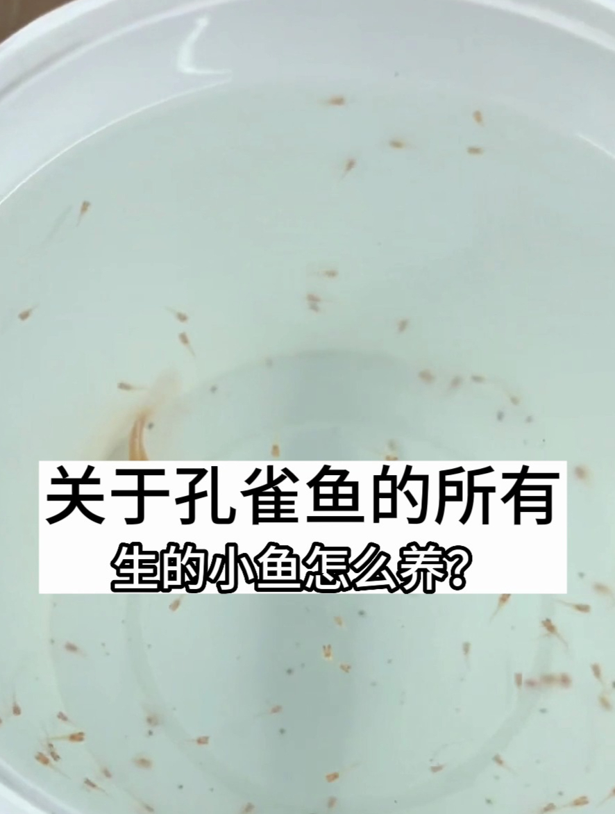孔雀鱼生的小鱼怎么养!带娃篇教你满满干货!