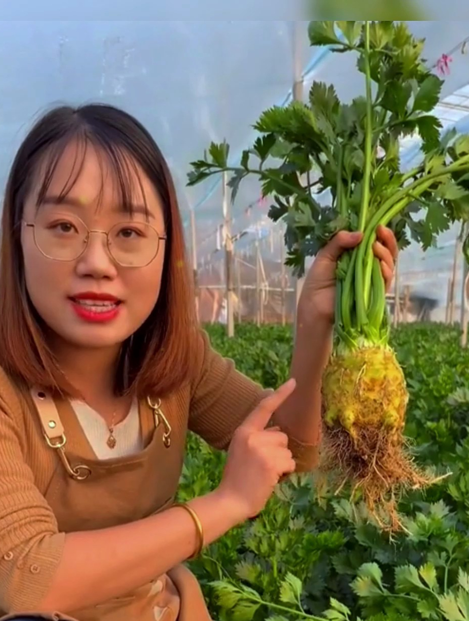 既能吃根还能吃叶的“地中海芹菜”,蔬菜界的高端菜,亩产5000斤