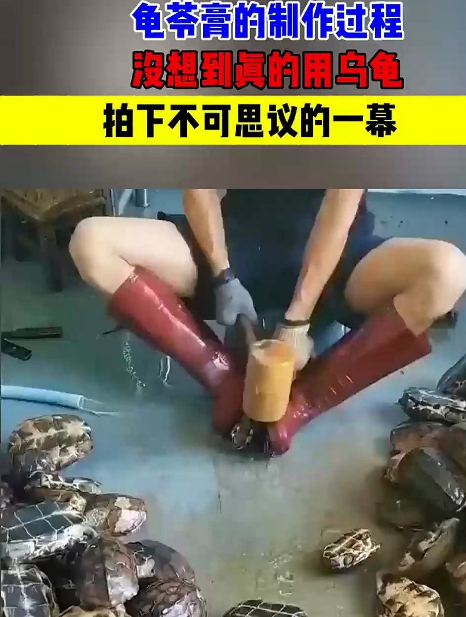 龟苓膏的制作过程,没想到真的用乌龟,拍下了不可思议的一幕