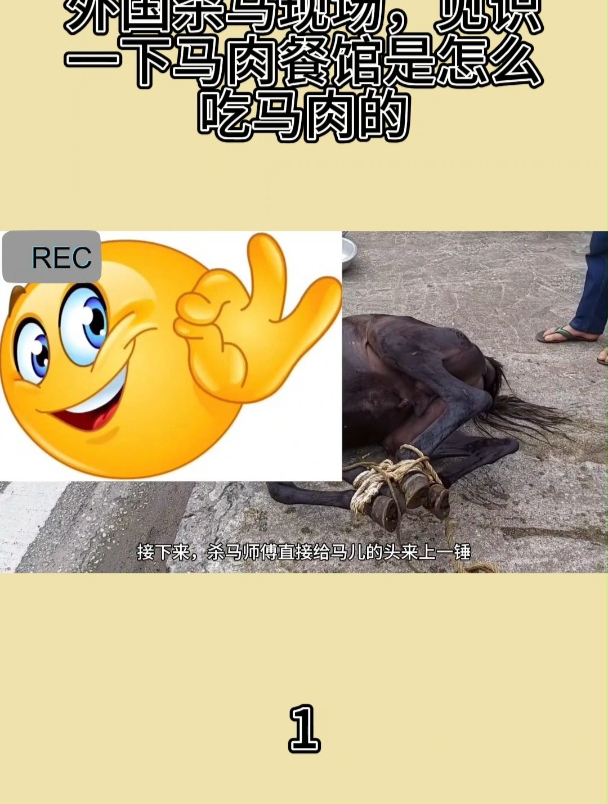 外国杀马现场,见识一下马肉餐馆是怎么吃马肉的1