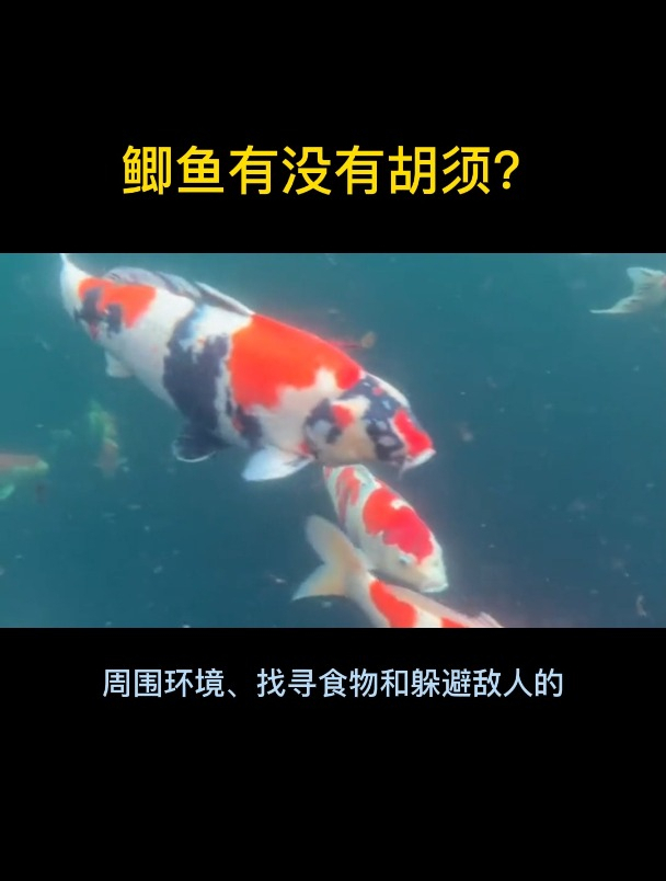 鲫鱼有没有胡须?