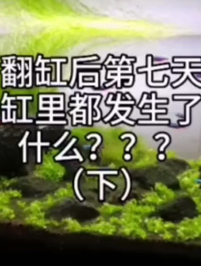 水草造景翻缸后第7天(下)?喜欢看水草吐氧气泡儿。爬地矮珍珠