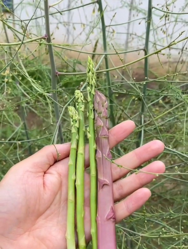 别再花钱买芦笋,用这个“方法”在家自己种,一年内就爆笋!
