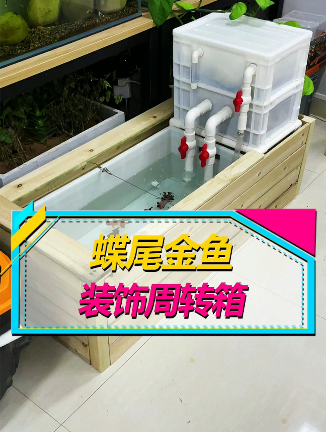 用木板给鱼缸装饰一下,观赏性强多了