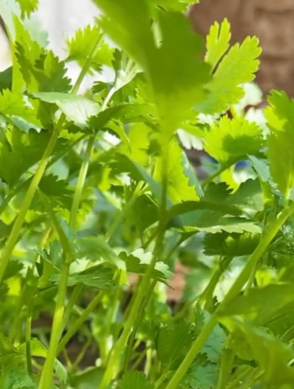 都说香菜种子很难“发芽”,试试这方法,彻底解决香菜种植问题!