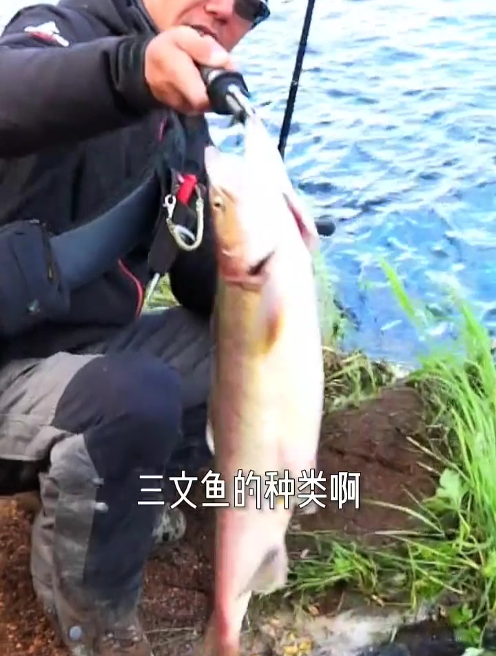 你吃的三文鱼是三文鱼吗?