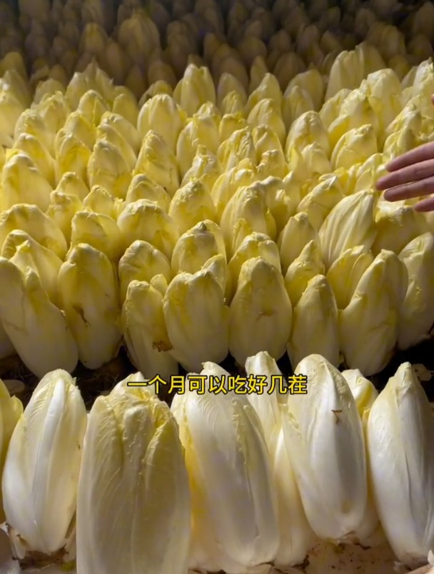 不用阳光就能生长的菜,营养丰富,堪比“小人参”