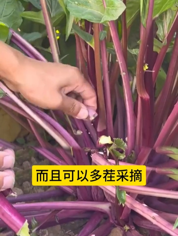 紫色“菜心”,外表紫色可以生吃,营养特别丰富!