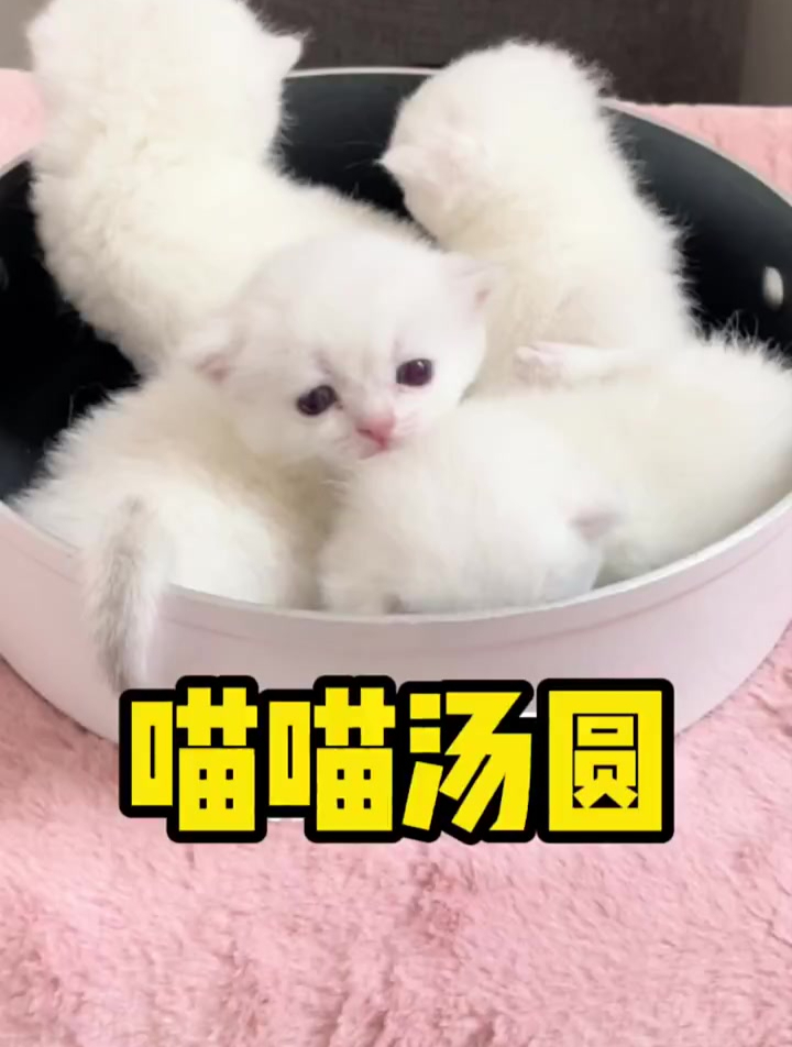 喵喵汤圆出锅啦,你一口可以吃几个?