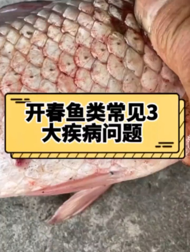 开春鱼类常见3大疾病问题你防了吗?四大家鱼养殖 水产人
