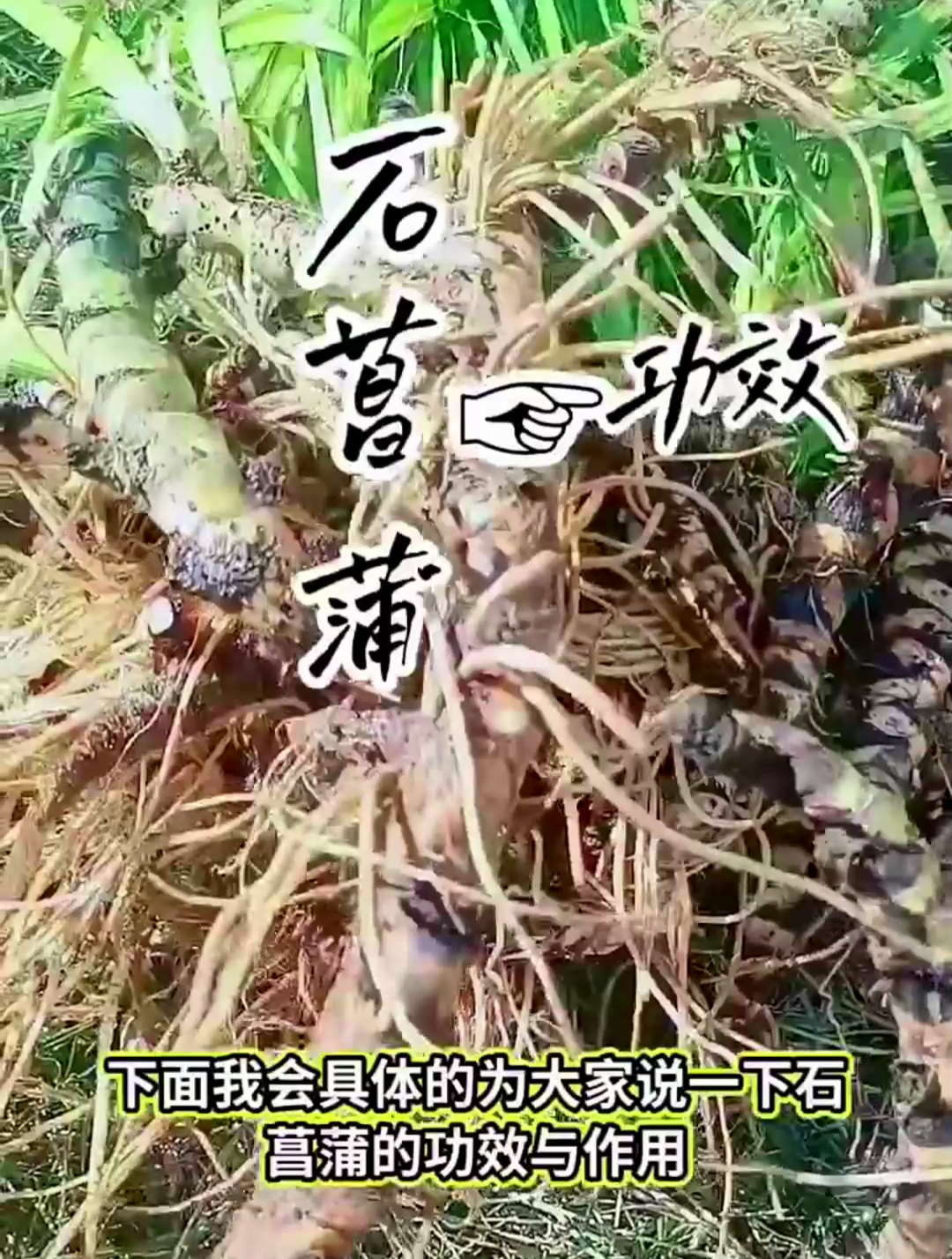植物科普:石菖蒲,它的根有自然而浓郁的香气,全株都能入药