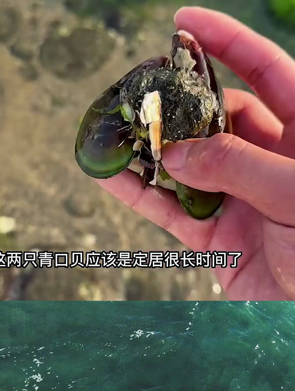 赶海大海又退潮了,意外的发现,一只七彩螳螂虾