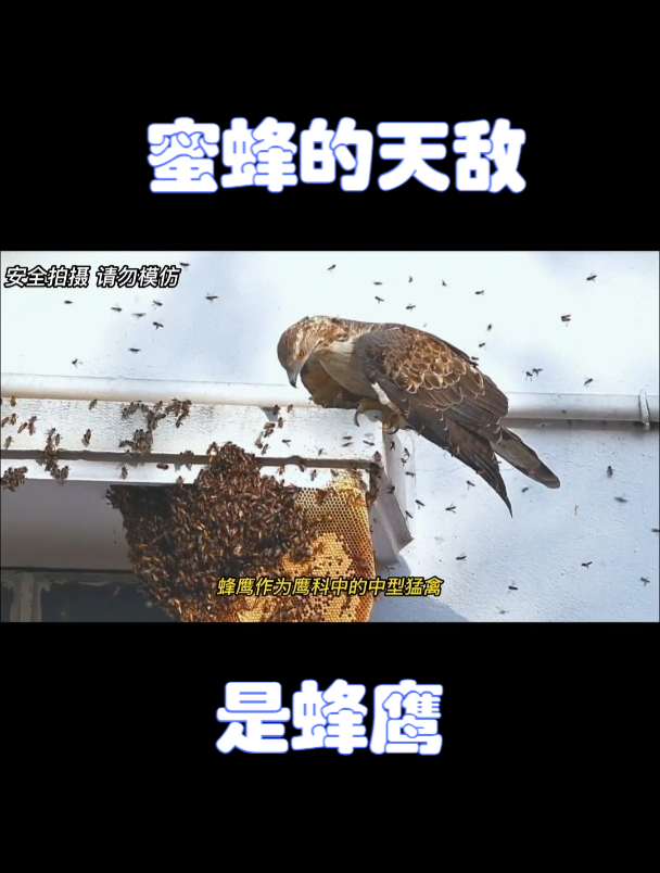 蜜蜂的天敌是蜂鹰,它肆无忌惮的捣毁蜜蜂!