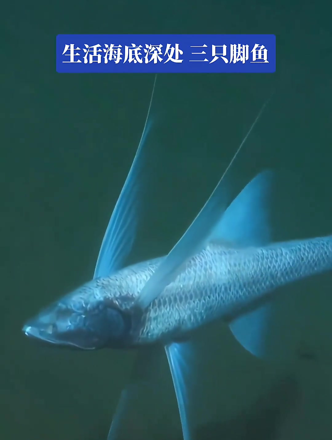生活在海底深处的 蓝色深海鱼 好像长了三只脚