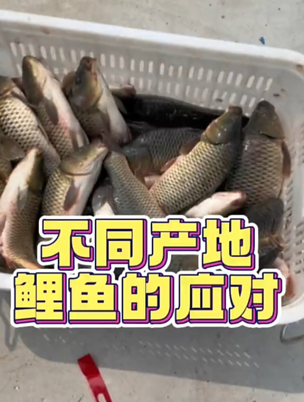 不同产地鲤鱼会有什么样的区别呢