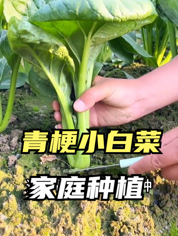 新品种“白菜”,产自中国却流行于日本,3元一斤,市场前景好!