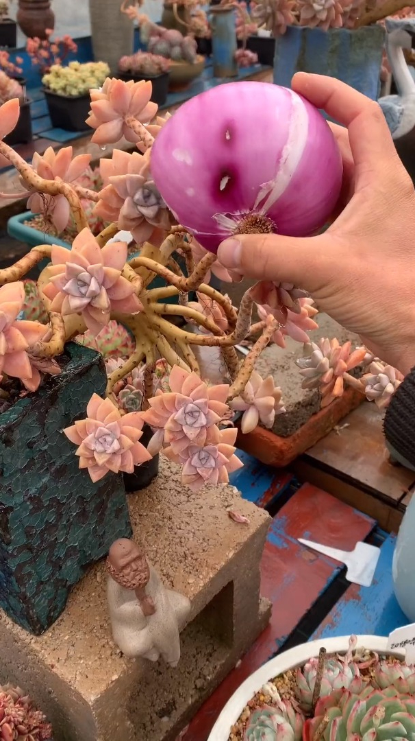 多肉植物怎么养护 多肉植物