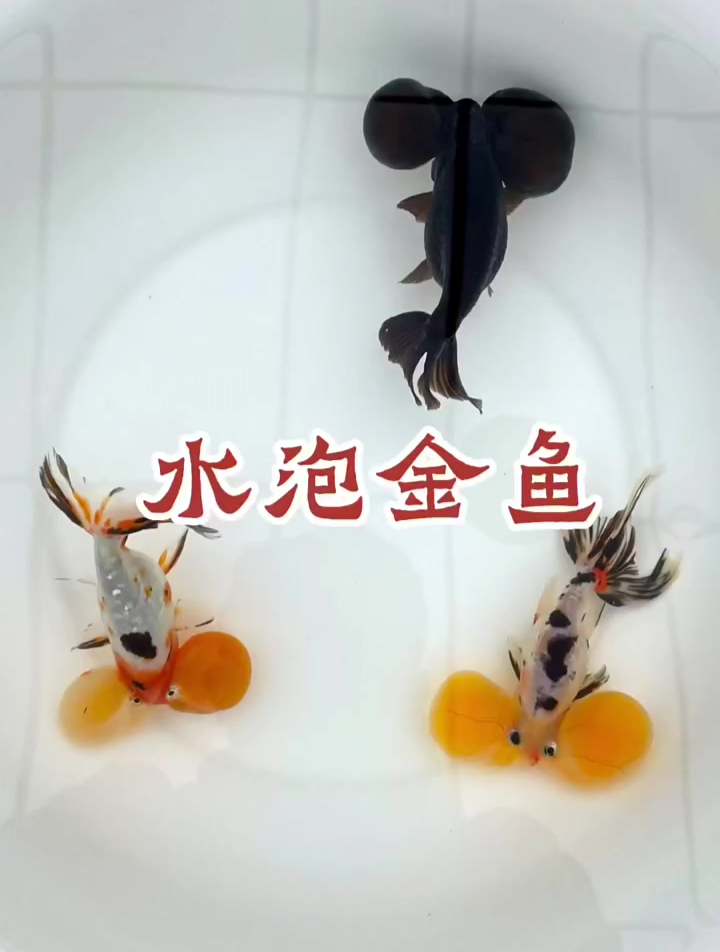 水泡金鱼