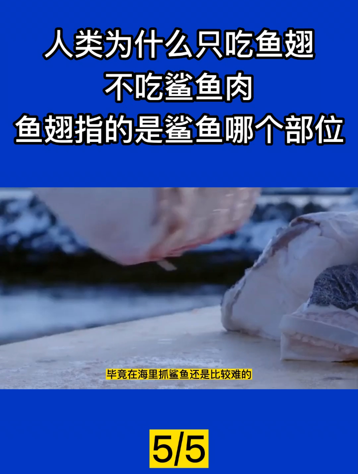 人类为什么只吃鱼翅,不吃鲨鱼肉?鱼翅指的是鲨鱼哪个部位?5