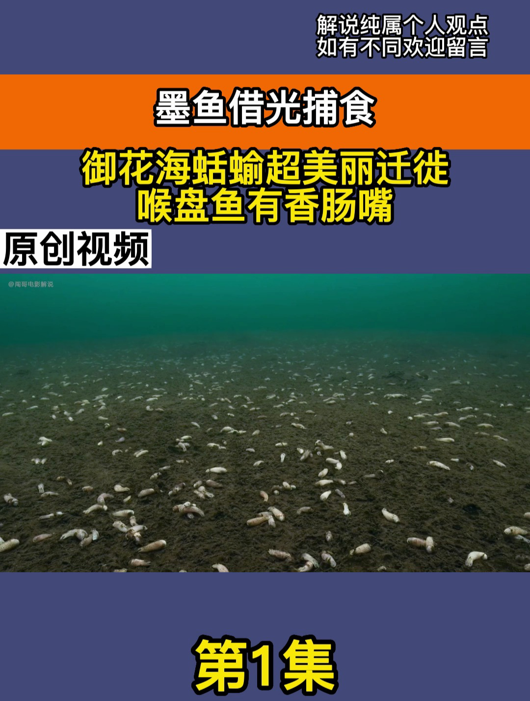 墨鱼借光捕食,御花海蛞蝓超美丽迁徙,喉盘鱼有香肠嘴