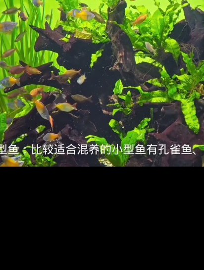 新手混养观赏鱼?新手想混养要根据鱼类体型来,好喜欢后面的水兰