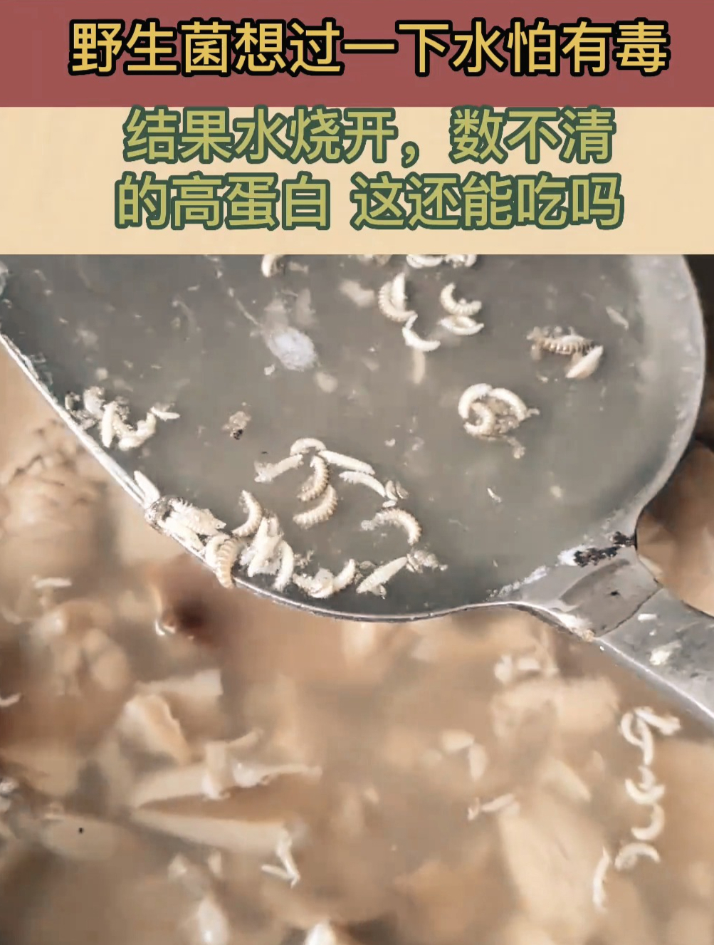 野生菌想过一下水怕有毒,结果水烧开,数不清的高蛋白这还能吃吗