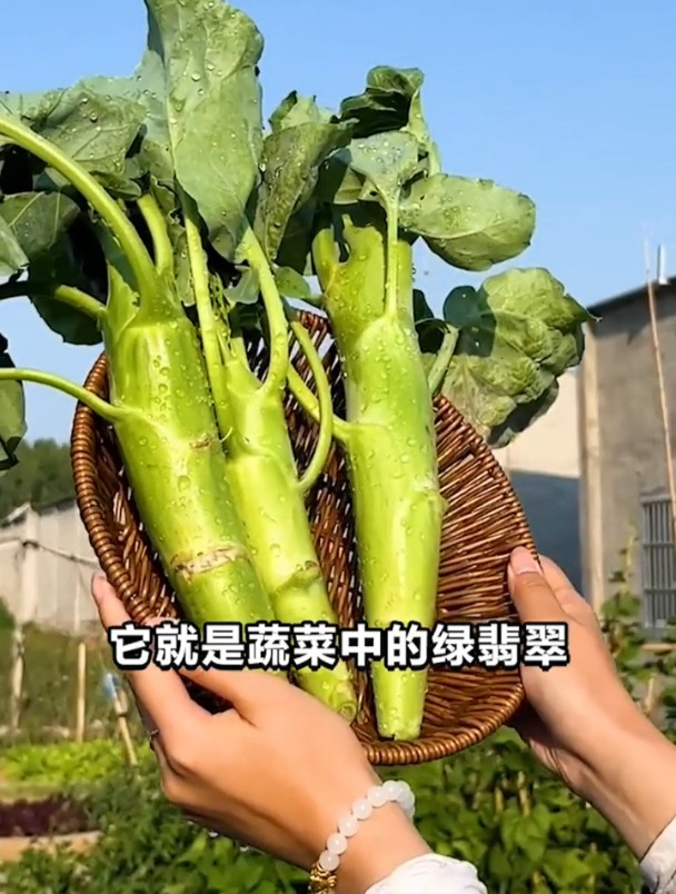 “鸡腿菜”营养价值高,为何很少人在家种植呢?