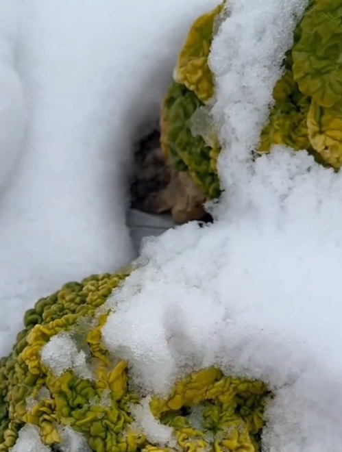 备受人们青睐的蔬菜“乌塌菜”,竟还有减肥明目的功效!