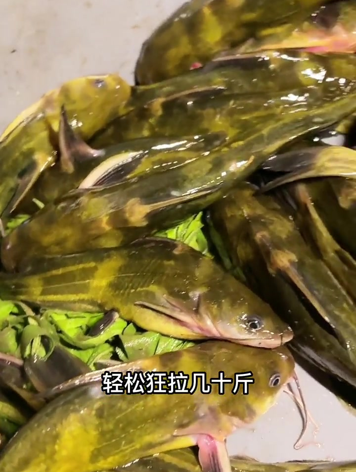 还是喜欢钓黄辣丁,主要是“饵”用对了,连竿无压力!