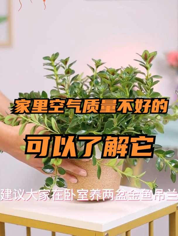 90后重庆女孩家里摆满1种“绿植”,养护得当枝头挂满小金鱼