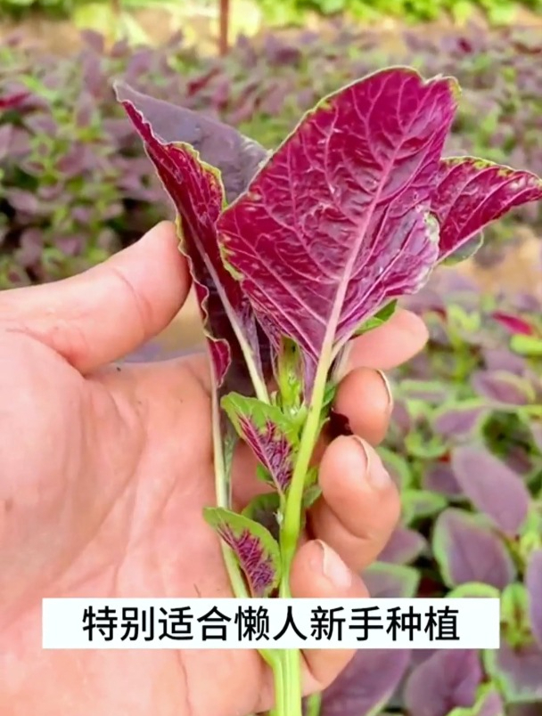 “七月苋,金不换”,苋菜竟然有这么多养生功效
