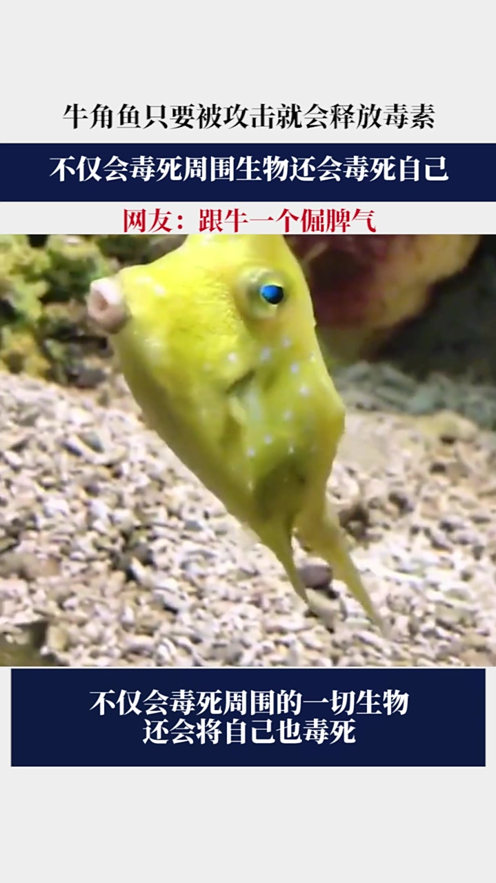 牛角鱼只要被攻击就会释放毒素,不仅会毒死周围生物还会毒死自己,网友:跟牛一个倔脾气!